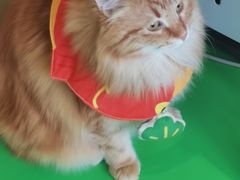 -MOCHA明星猫咖(田子坊店)