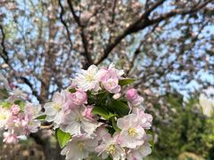 -海棠花溪(元大都城垣遗址公园)