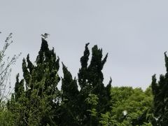 -东平国家森林公园