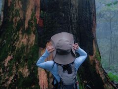 -天目山大树王景区