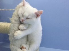 喵的天空-喵的天空名猫咖啡馆·撸猫·猫舍·用品