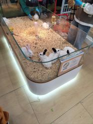 -小象动悟公园(龙湖亦庄天街店)
