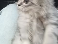 -瑞派长江宠物医院·猫科·外科·24小时夜护(谊城公寓分院)