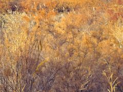 -金塔沙漠胡杨林景区