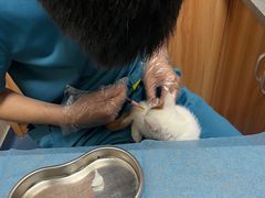 -创凡宠物医院·骨专科  猫科中心(西乡分院)
