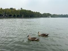 -西湖游船
