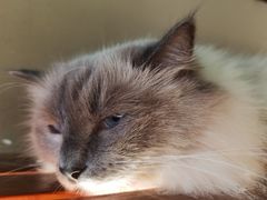 -猫咪博物馆(顶澳仔猫街店)