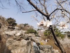 -北京西山国家森林公园