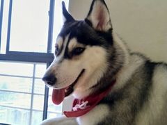 -Husky Go! 哈士奇体验馆·宠物咖啡厅狗咖