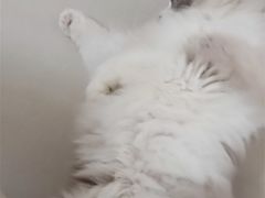 -鼓捣猫呢主题猫咖店