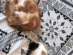 -平行世界·猫咖(首经贸店)