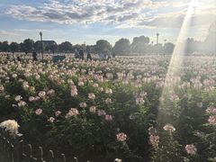 -荷兰花海