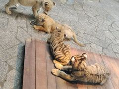 -上海野生动物园