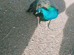 -卧龙湖