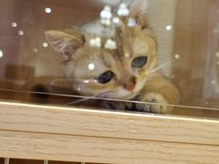-猫猫幼稚园·撸猫·桌游·电玩