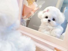 -萌宠之家·腊肠犬·马尔泰·小体犬舍