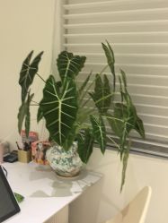 -安那般那皮肤年轻化ANAPANA