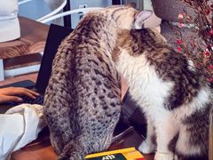 -Cappucimeow猫咪咖啡馆(韦伯时代店)