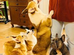 -柯斗斗主题餐厅·狗咖·围炉煮茶·茶饮(国瑞升平里店)