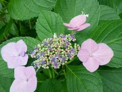 绣球花-赵园·曾园