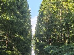 -黄海国家森林公园