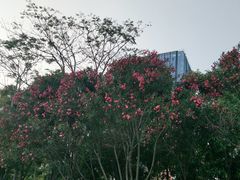 -松坪山公园