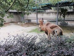 -成都动物园