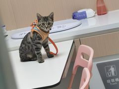 -谐和益家动物医院·免疫绝育·血液透析·宠保定点医院(高新伊藤分院)