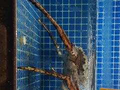 -徽三说·土徽菜·中国徽菜连锁品牌(一中店)