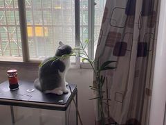 -宠爱国际动物医院· 猫科· 外科·中兽医(长白店)