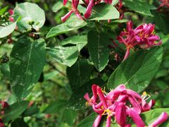 -国家植物园南园