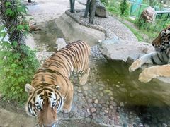 -栾川竹海野生动物园