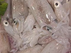 -金砂阿洲鱼册店