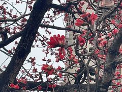 -黄埔古港