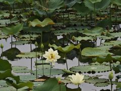 -荷塘月色湿地公园·向阳花洲