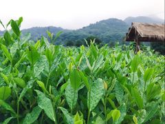 景观位-听风阁农家私房菜茶楼(龙坞店)