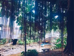 -小洲村