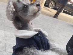 -帕帕拉兹宠物(亚洲旗舰店)