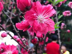 -桃花涧
