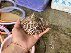 -鸿港海鲜批发市场