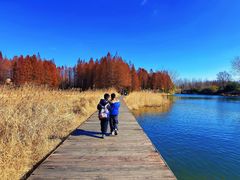 -溱湖国家湿地公园