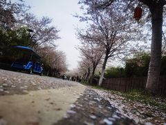 -金卉庄园