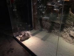 -zoonana室内动物园(东方福来德店)