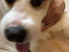 -顺强宠物诊所·狂犬免疫·夜诊·骨科(嘉定店)