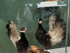 -国家自然博物馆