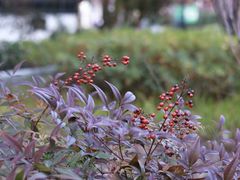 -无锡梅园公园