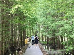 -桤木河湿地公园