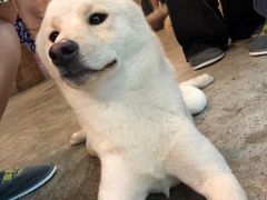 -more than meow吴止猫主题餐厅(承德 中船汇店)