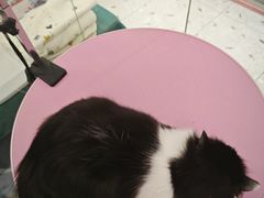 -FAELING PETS美天灵宠物(合生汇店)