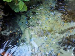 -奥兰多迪士尼动物王国乐园